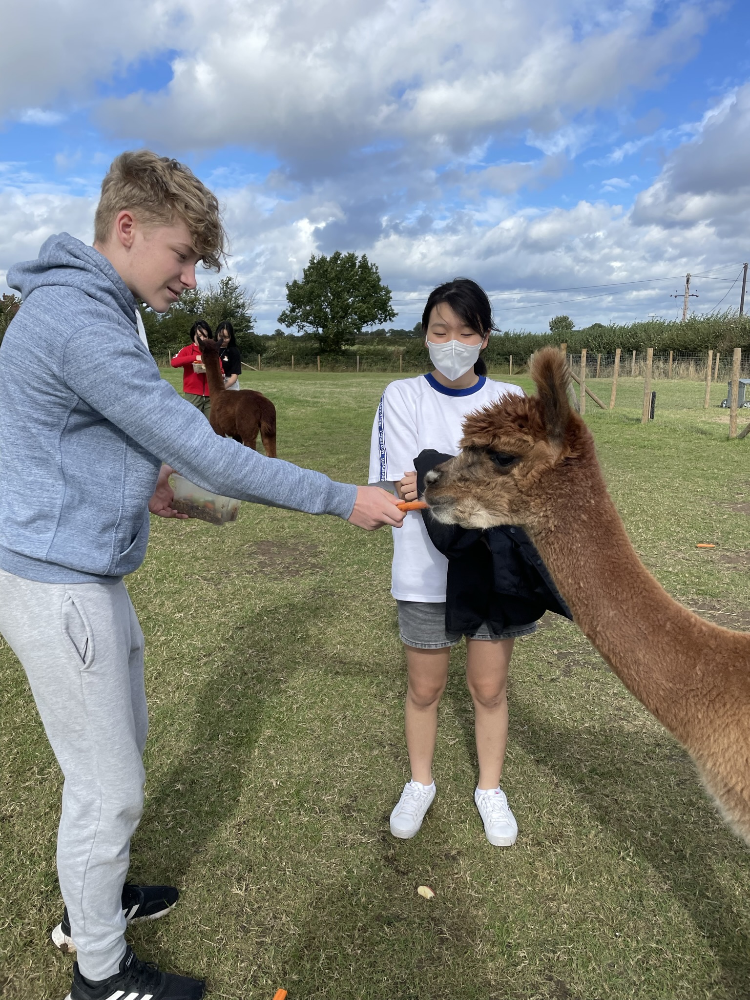 student feeding an alpaca